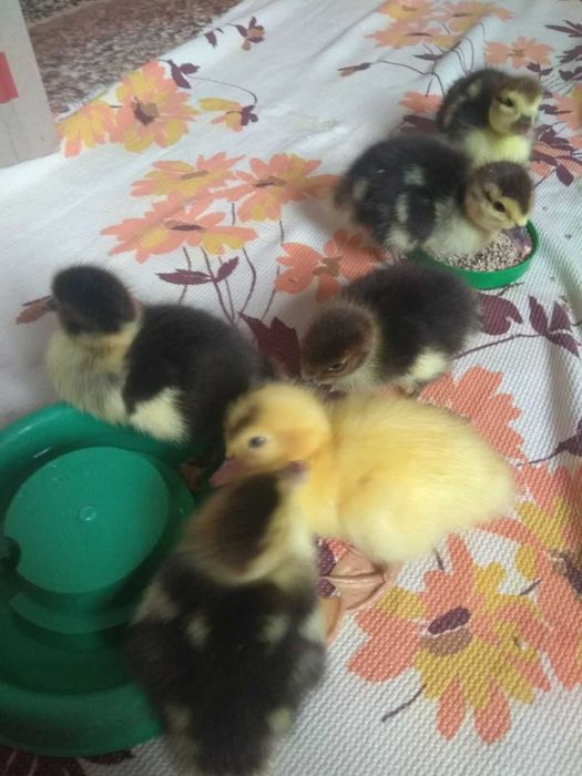 Індокачки живою вагою та індокаченята