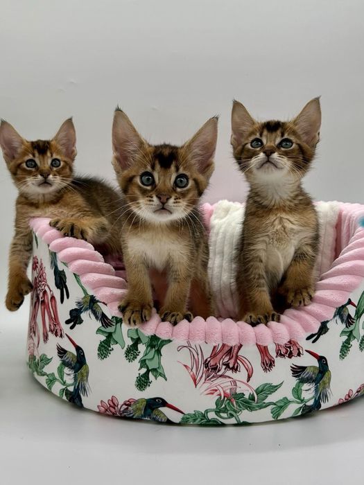 Абиссинцы девочки и мальчики)))