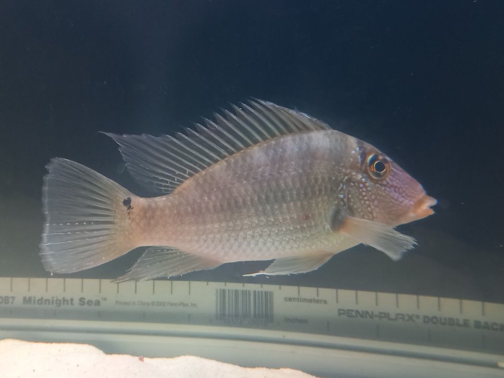 Geophagus/Santanopercas com 20 e 16 cm