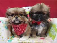Pekińczyk Szczeniak Nie Shih Tzu