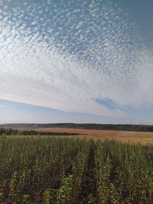 Продам саджанці плодових дерев
