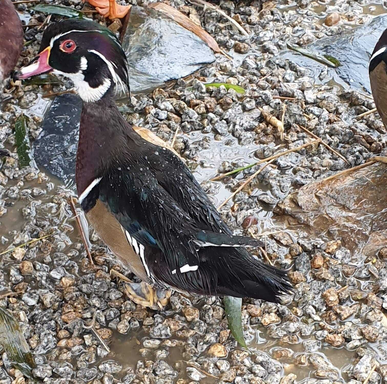 Patos galinhas perus gansos