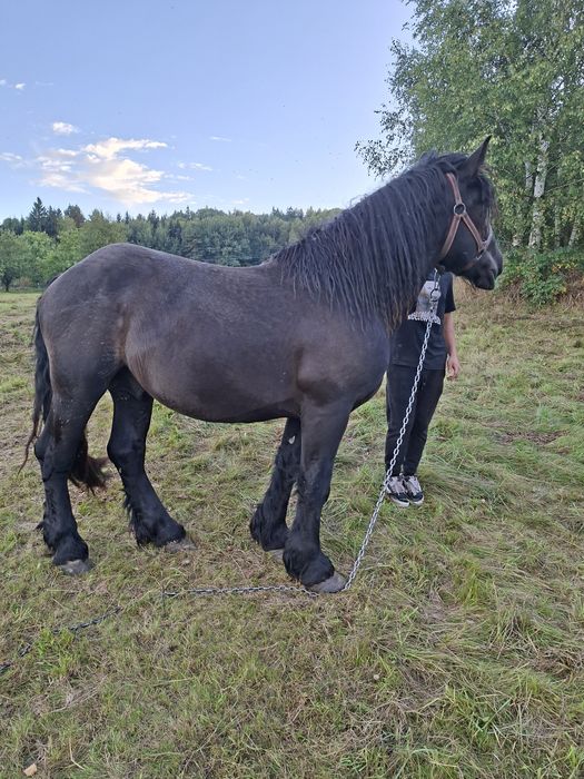 Sprzedam ogiera zimnokrwistego