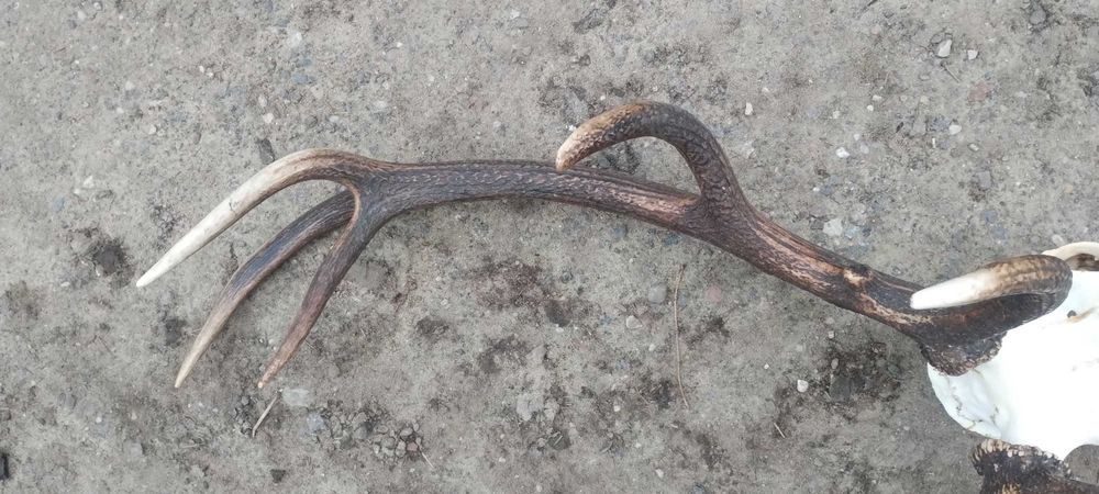 WIENIEC jelenia poroże 6,45kg