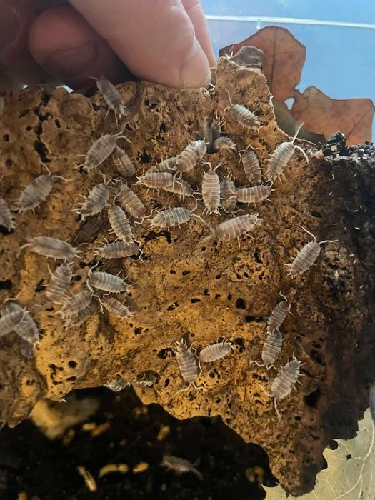 Porcellio pruinosus orange dalmatian 12szt isopody