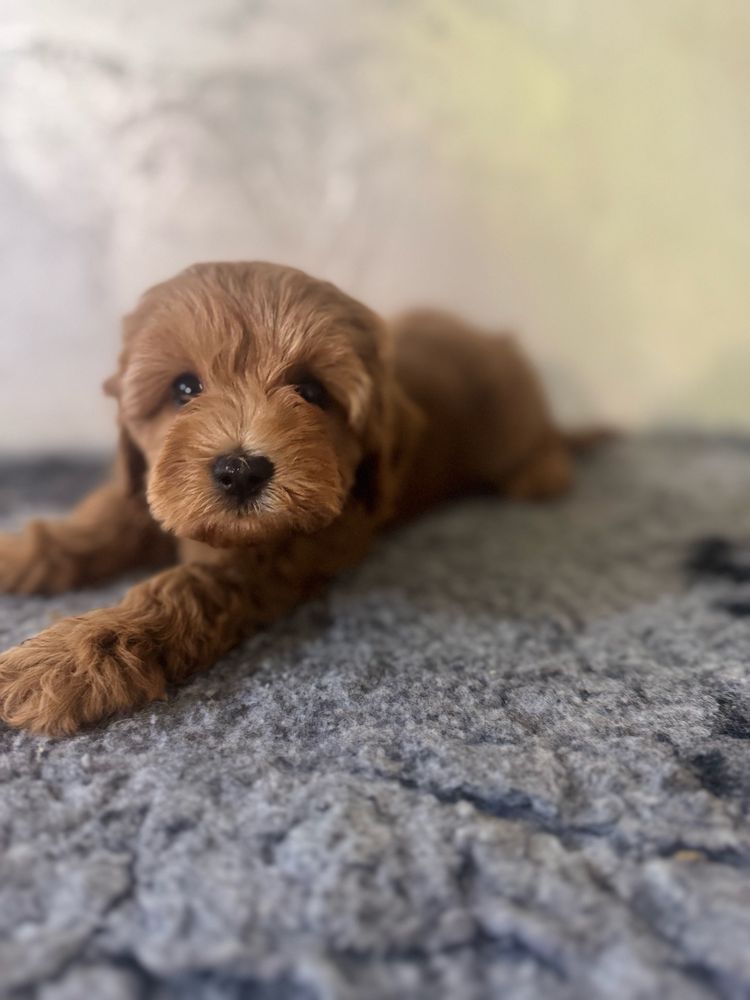 Cavapoo F1 b dziewczynka