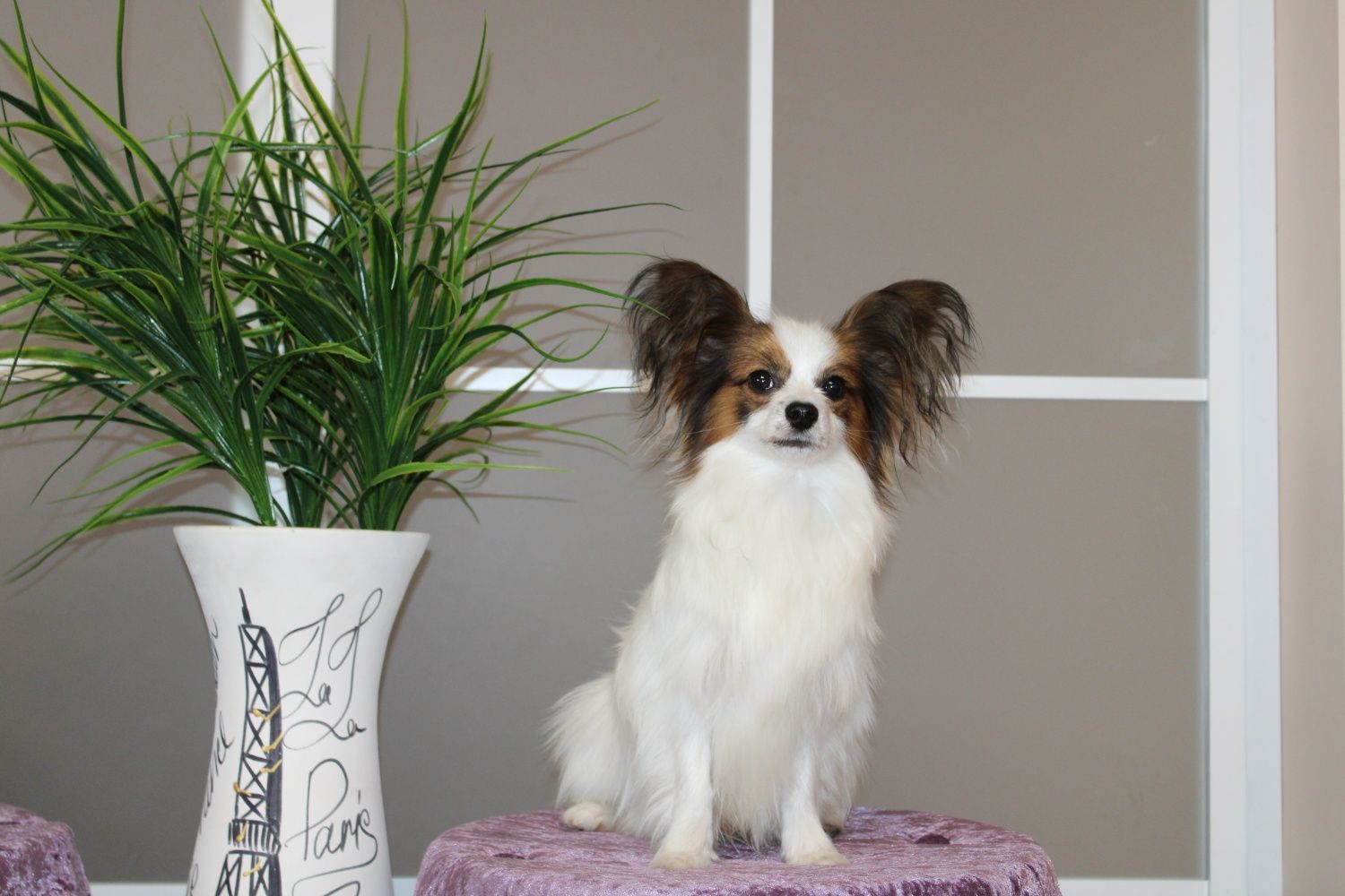 Butterfly male Papillon sable white colour FCI/КСУ kennel Папійон КСУ!