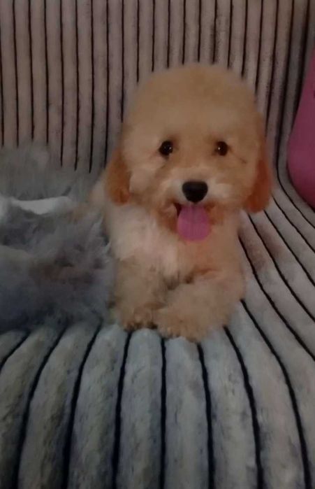 F2 Мальтіпу Стандарт