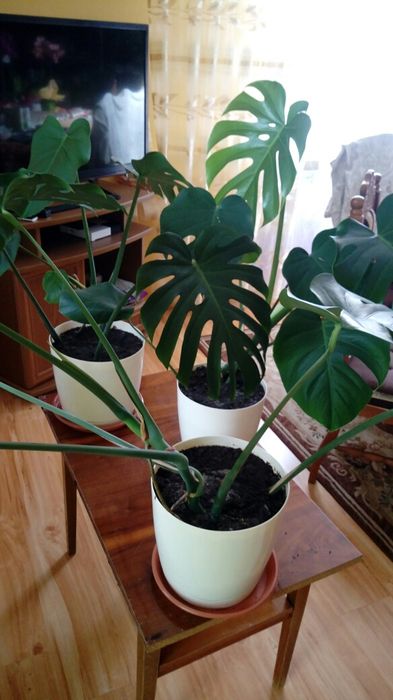 Monstera zielona