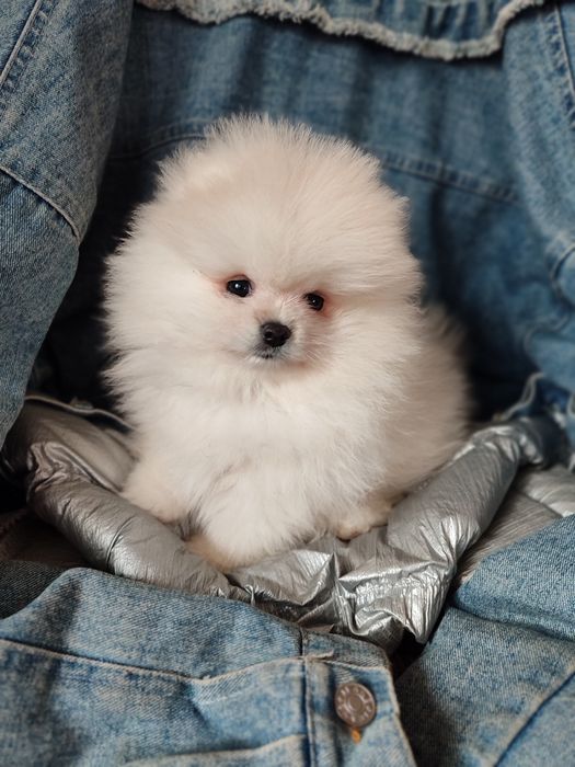 Мальчик шпицулька мини