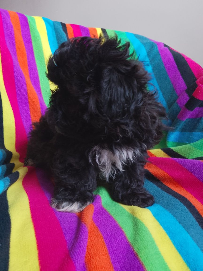 Piesek Shihpoo Shihtzu Pudel Toy