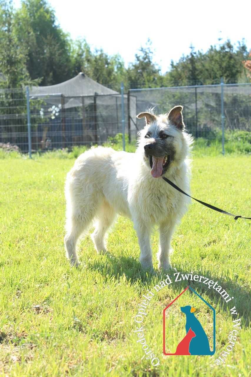 Kocha ludzi i życie, wesoła, piękna sunia - czy doczeka się adopcji?