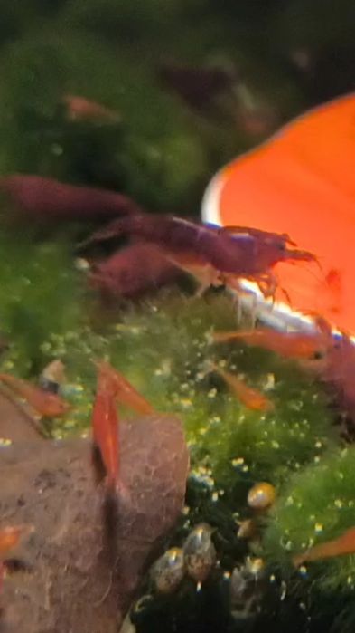 Аквариумные рыбки /Севилья