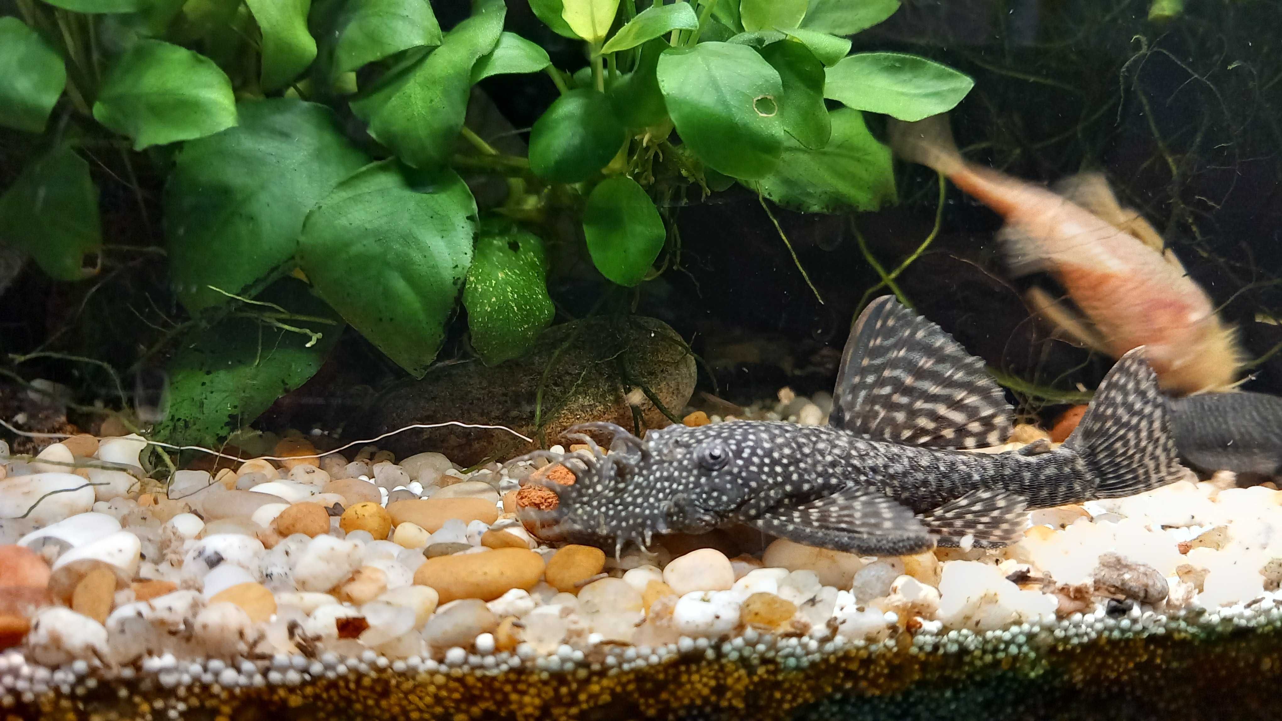 Vendo ancistrus macho adulto