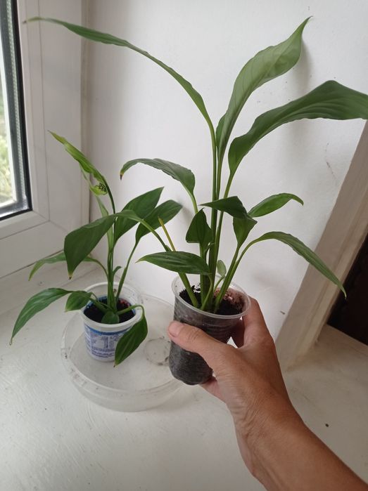 Спатифіліум квіти