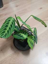 Maranta lemon lime