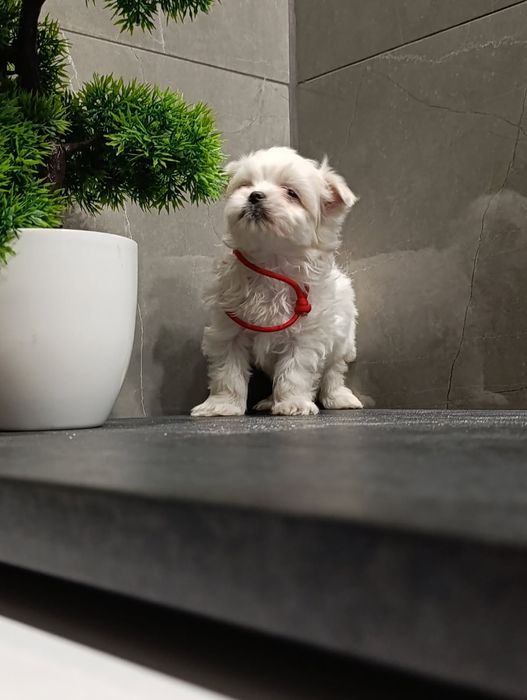 Śliczny szczeniak maltanczyk