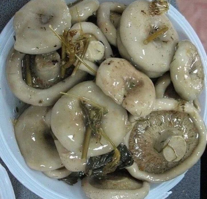 Грибы белые грузди солёные