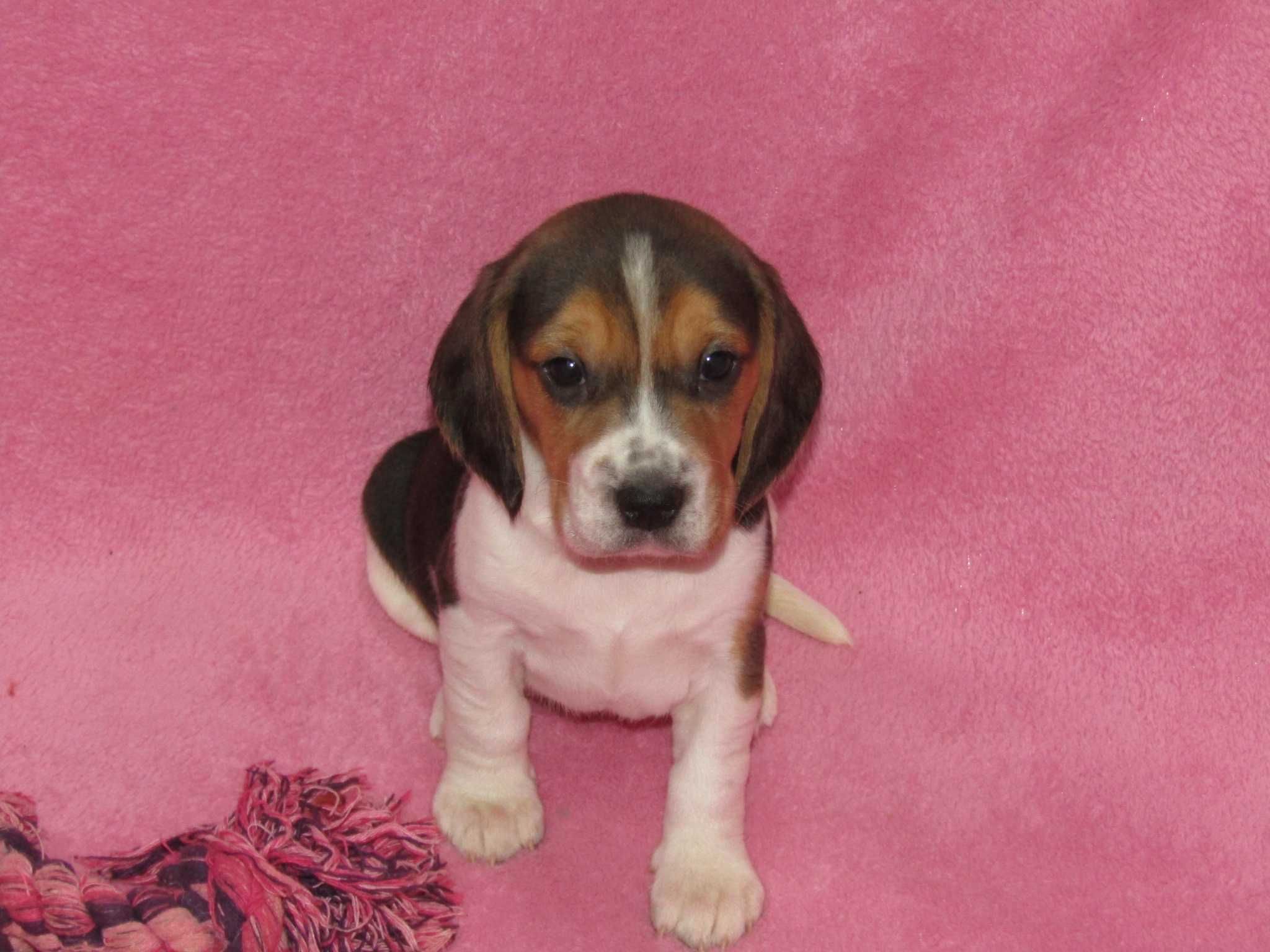 Fêmea Beagle Tricolor com LOP/Pedigree/Afixo