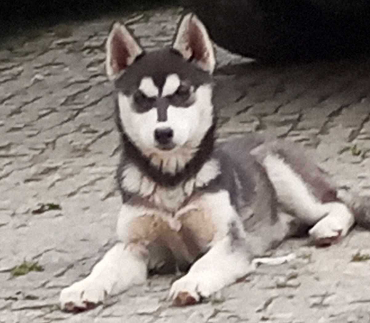 Sprzedam szczeniaka syberian husky z rodowodem