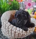 Maltipoo śliczny chłopczyk odbiór 31 sierpień