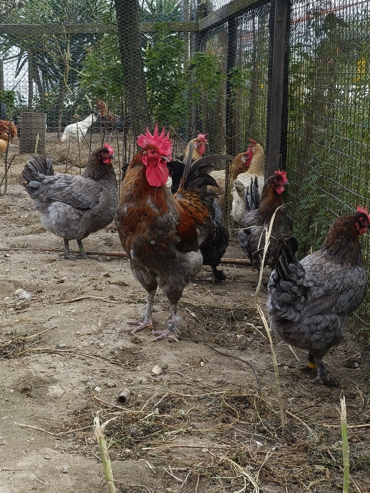 OVOS Ayam ketawa, Andaluza, Araucana, Maran, Paduana camurça