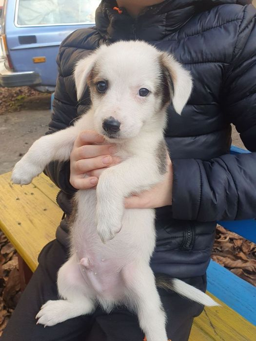 Отдам даром в добрые руки щенков