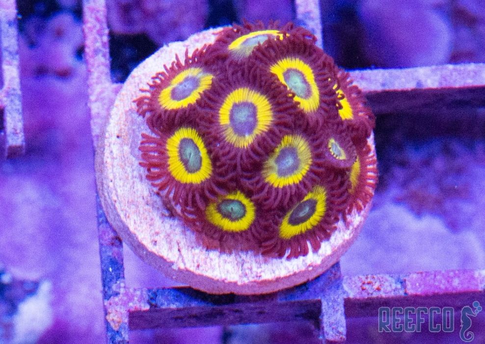 Zoanthus belladona szczepka