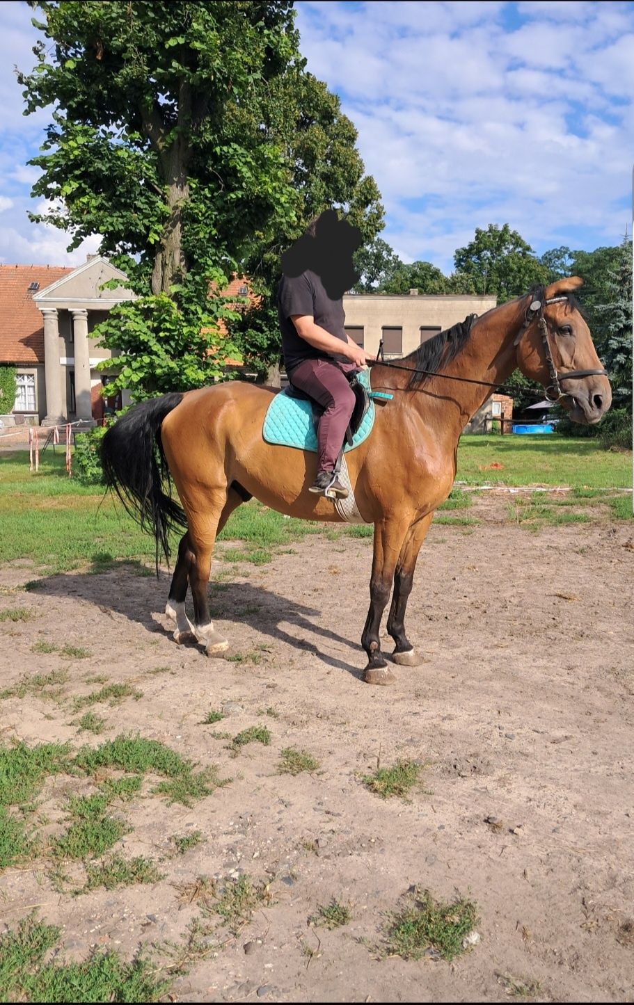 Wałach do jazdy dla dzieci