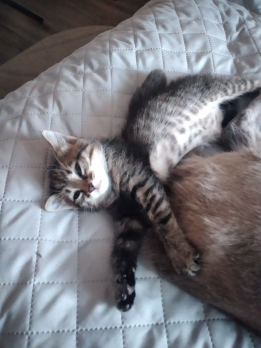 Віддам в гарні руки