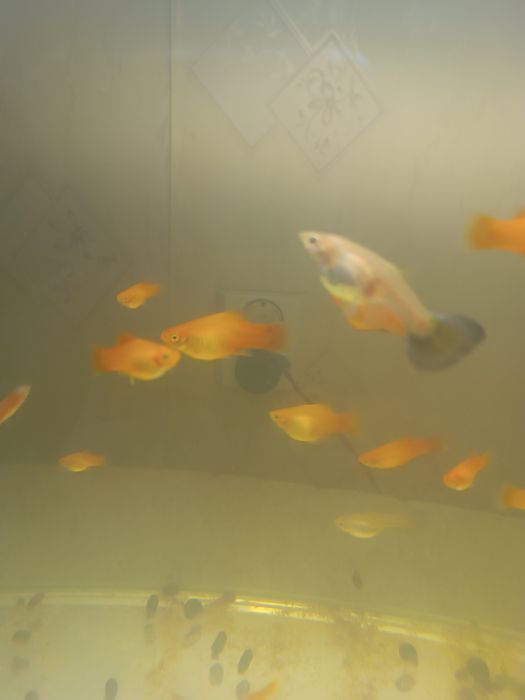 Акваріумні рибки