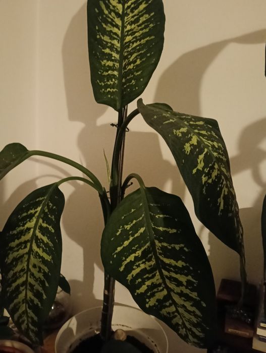 Planta trepadeira com 1.10m de altura