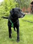 Podaruj dom przyjaznemu Dinko w typie labradora