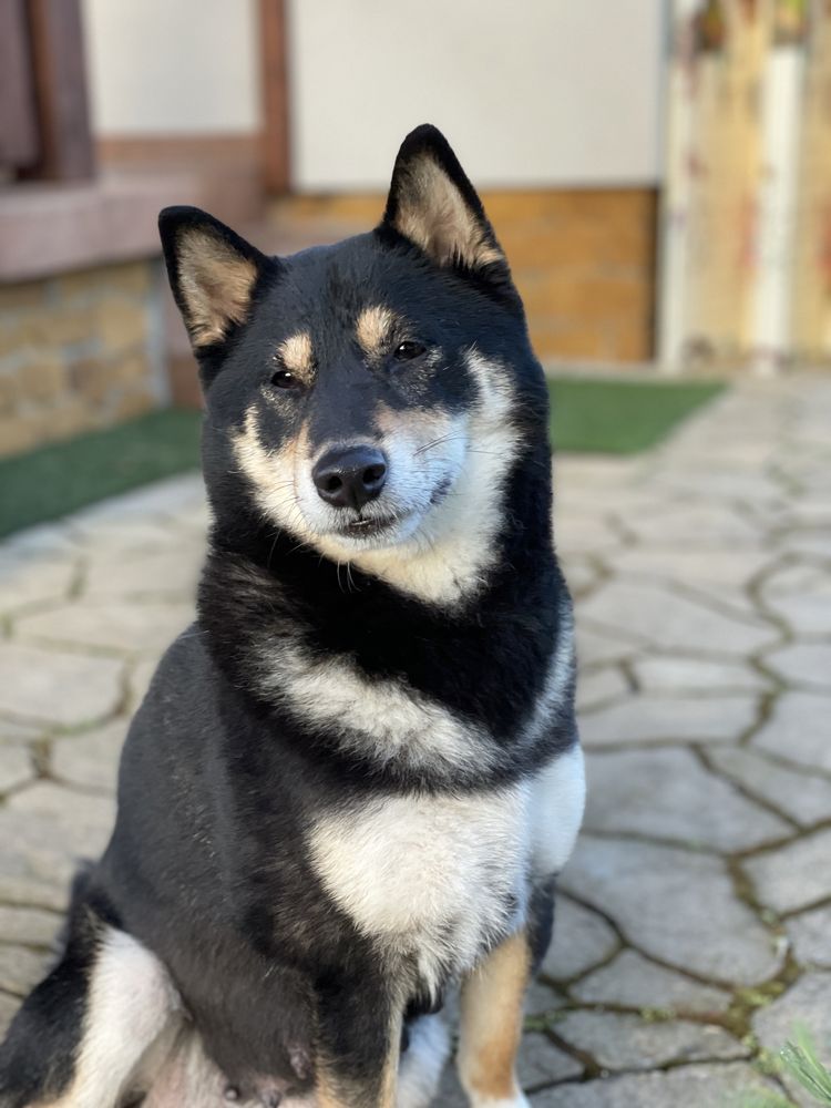 Sunia Shiba Inu - ZKwP FCI