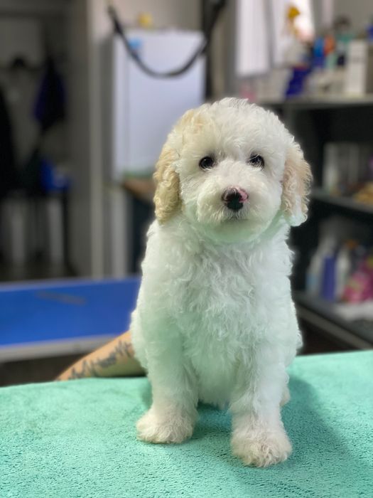 Imperdível!!!Lindo bebê de caniche (poodle) médio procura novo dono!!!