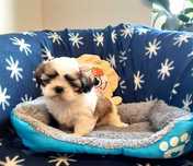 Przepiękna suczka shih tzu -Dixi z wielop. rodowodem-gotowa do odbioru