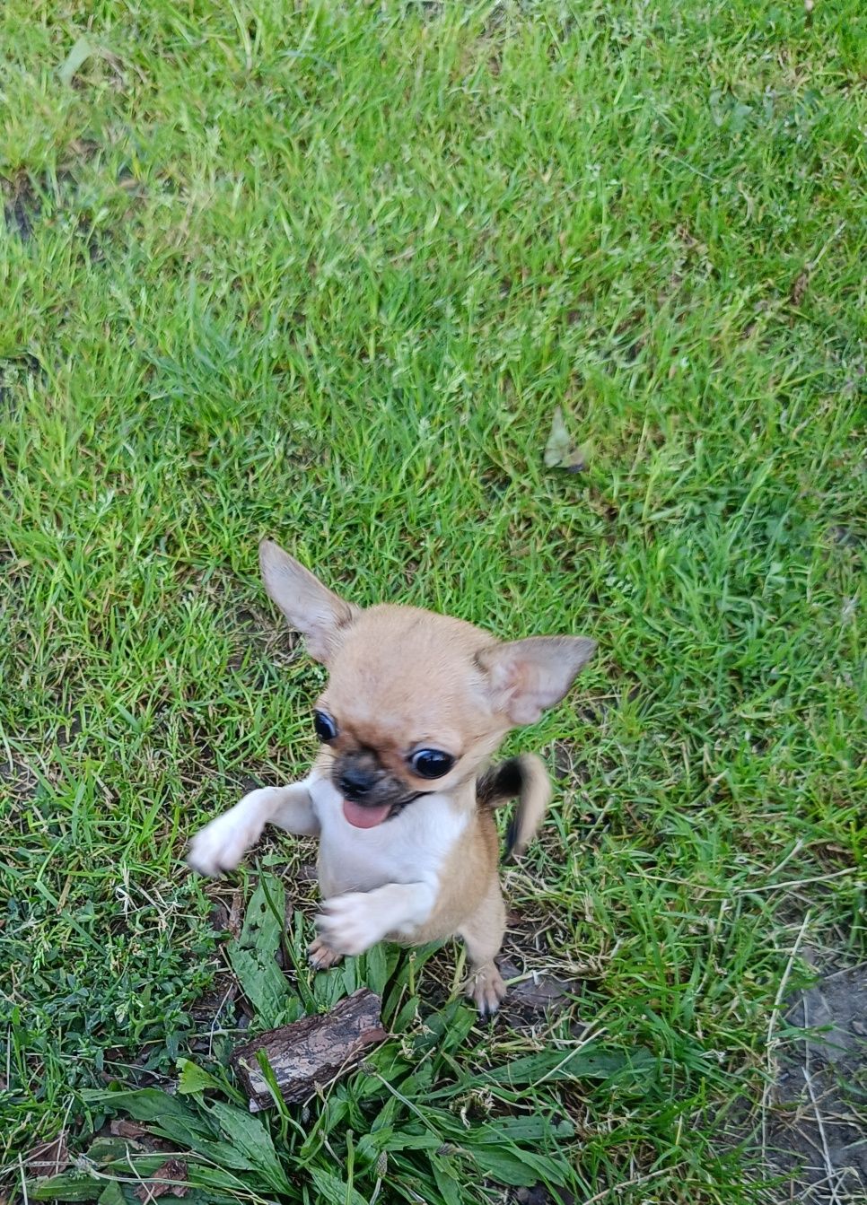 *** Malutka Laleczka Chihuahua *** Gotowa do odbioru ***
