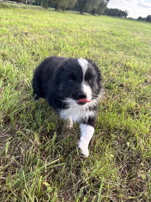 border collie piesek
