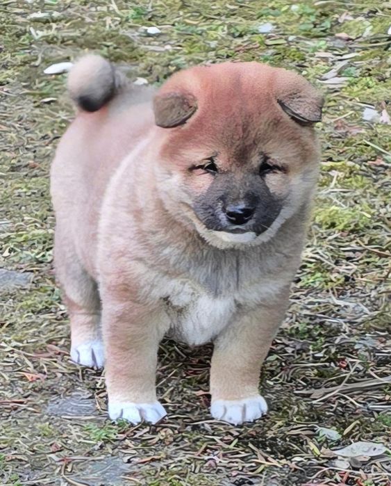 Shiba inu szczeniaczek piesek do odbioru