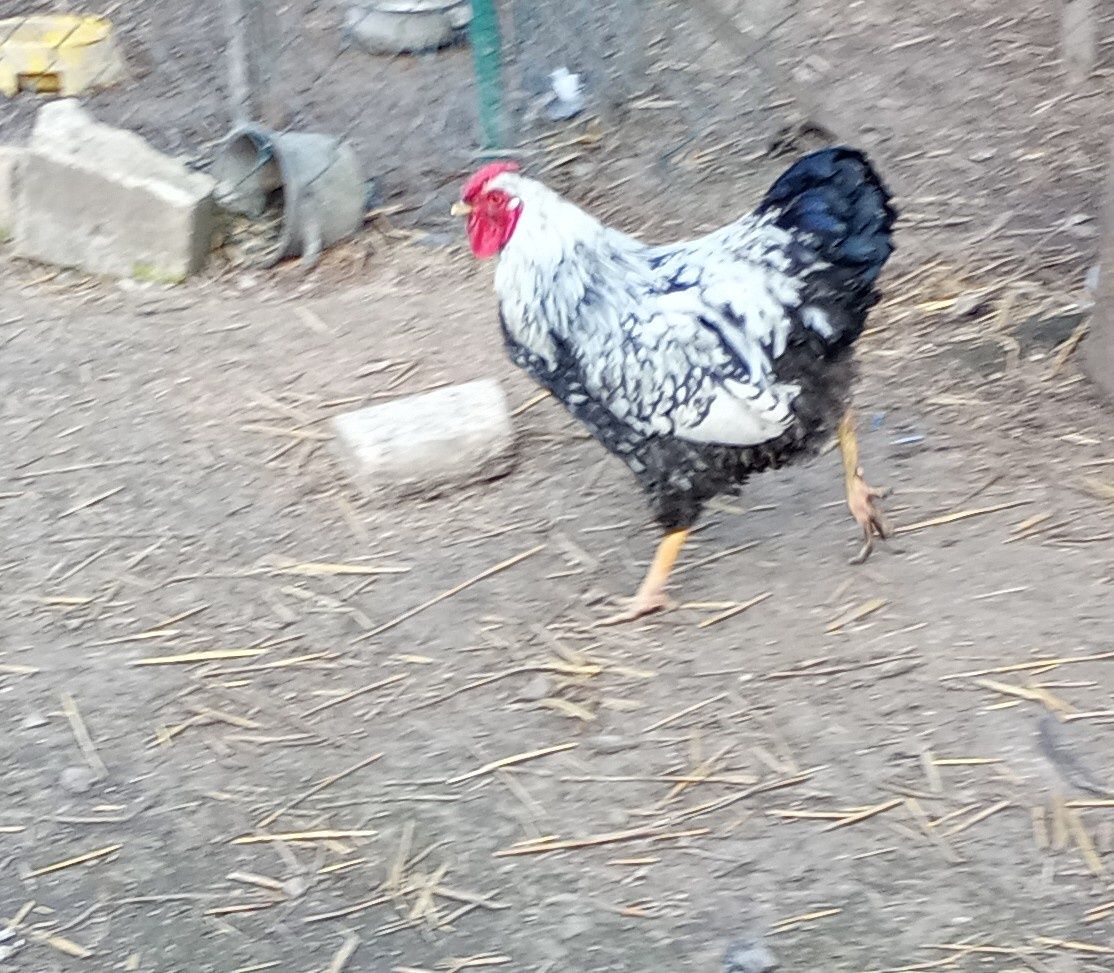 Sprzedam koguta wyandotte