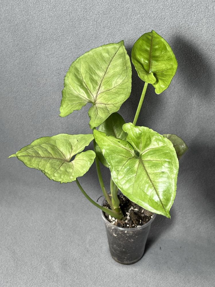 Syngonium Bold Alussion
