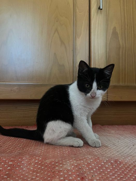 Ofereço gatinhos - Gatinhos para adoccão