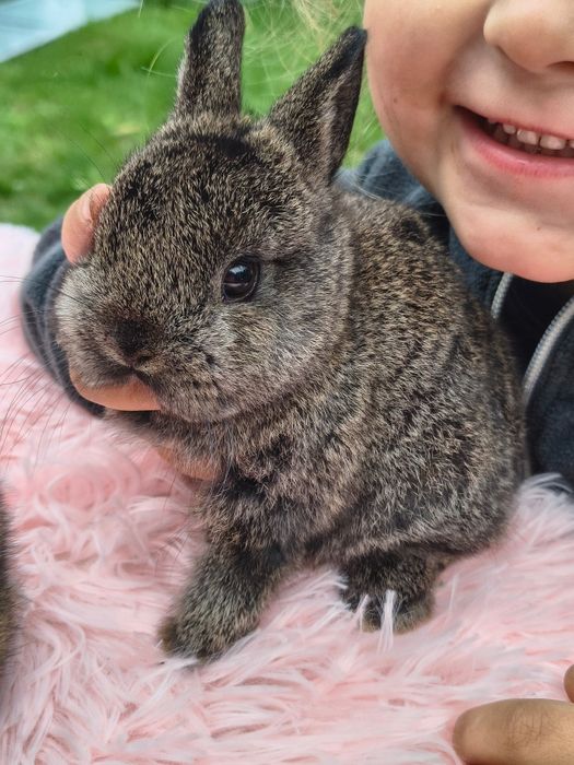 Króliki miniaturki karzełek niderlandzki