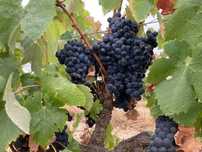 Uvas Tintas Castelão p/ Vinho