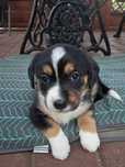 Beagle szczeniak