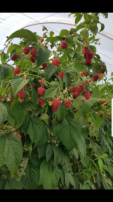 maliny sadzonki na dwa ziory