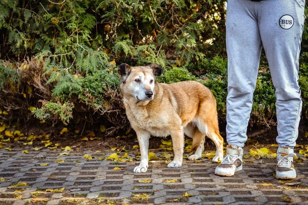 Spokojna, cichutka babunia szuka Domu na jesień życia.