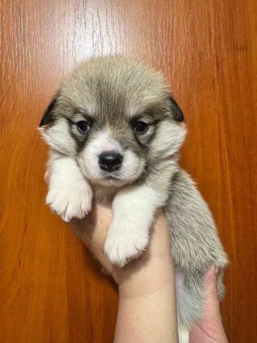 Коргі пемброк