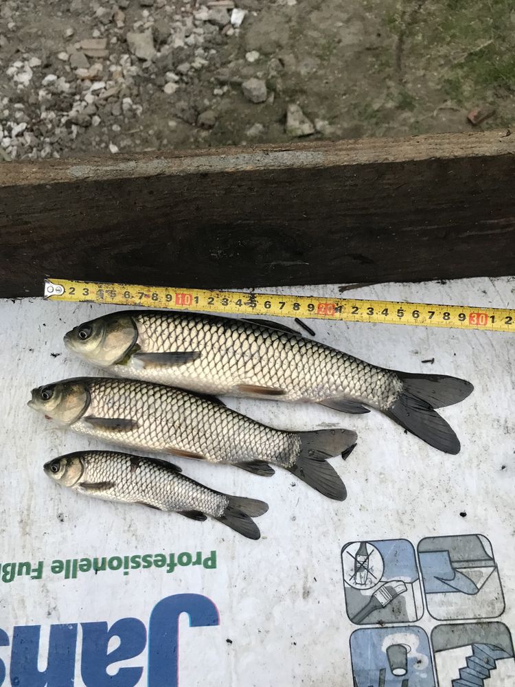 Karp kroczek  amur tolpyga