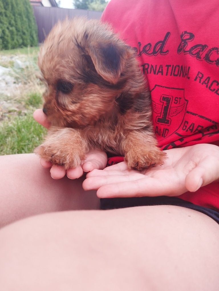 Yorkshire terrier piesek